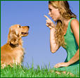 Dog Training Classes