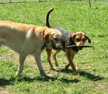 Fort Worth Dog Daycare