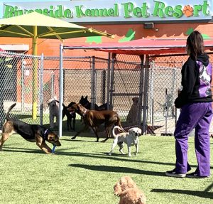 Dog Boarding | Fort Worth, Texas | Riverside Kennel